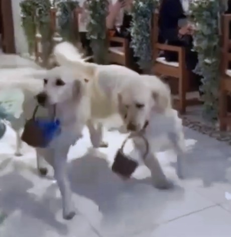 リングドッグ ゴールデンレトリバー 愛犬生活 コロン