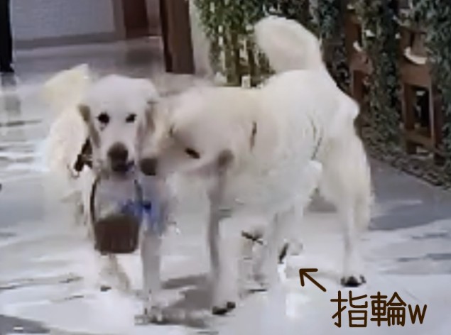リングドッグ ゴールデンレトリバー 愛犬生活 コロン