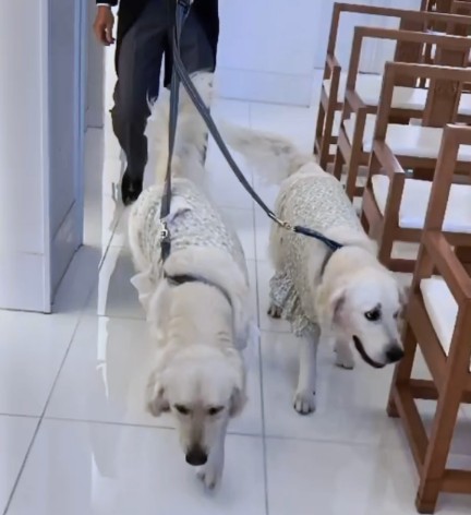 リングドッグ ゴールデンレトリバー 愛犬生活 コロン