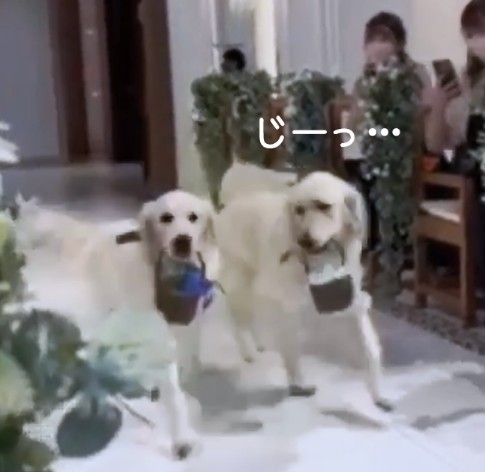 リングドッグ ゴールデンレトリバー 愛犬生活 コロン