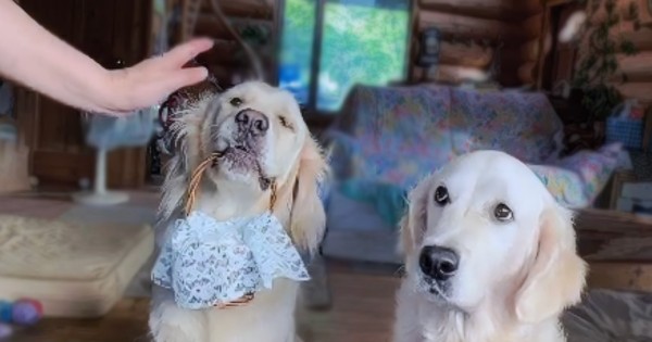 リングドッグ ゴールデンレトリバー 愛犬生活 コロン