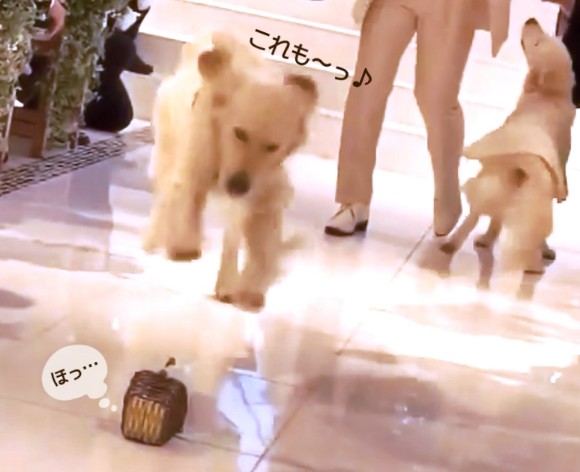 リングドッグ ゴールデンレトリバー 愛犬生活 コロン