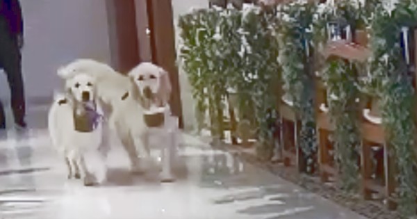 リングドッグ ゴールデンレトリバー 愛犬生活 コロン