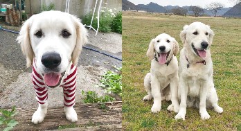 リングドッグ ゴールデンレトリバー 愛犬生活 コロン