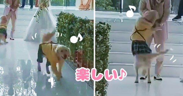 リングドッグ ゴールデンレトリバー 愛犬生活 コロン