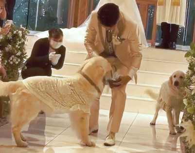 リングドッグ ゴールデンレトリバー 愛犬生活 コロン