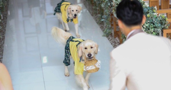リングドッグ ゴールデンレトリバー 愛犬生活 コロン