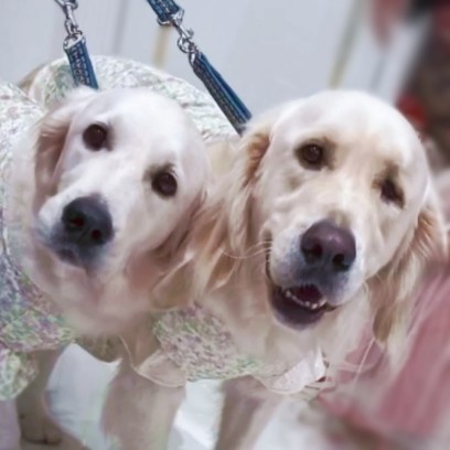 リングドッグ ゴールデンレトリバー 愛犬生活 コロン