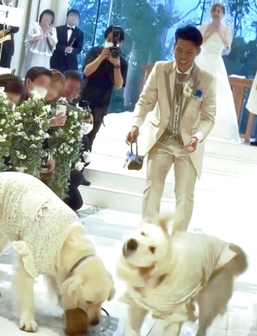 リングドッグ ゴールデンレトリバー 愛犬生活 コロン