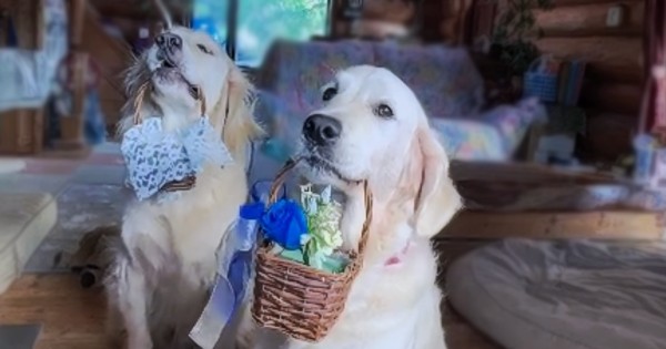 リングドッグ ゴールデンレトリバー 愛犬生活 コロン