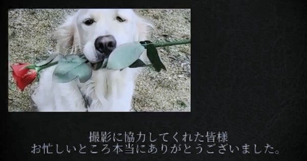 リングドッグ ゴールデンレトリバー 愛犬生活 コロン