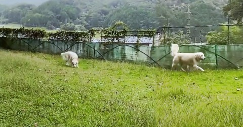 リングドッグ ゴールデンレトリバー 愛犬生活 コロン