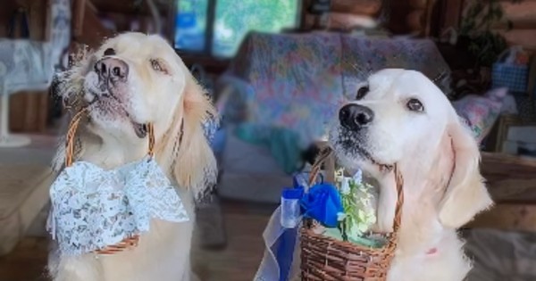 リングドッグ ゴールデンレトリバー 愛犬生活 コロン