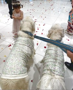 リングドッグ ゴールデンレトリバー 愛犬生活 コロン