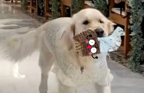 リングドッグ ゴールデンレトリバー 愛犬生活 コロン