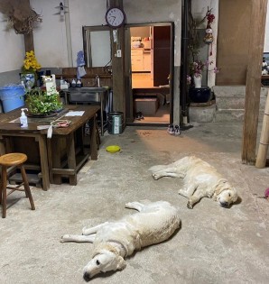 リングドッグ ゴールデンレトリバー 愛犬生活 コロン