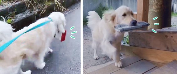 リングドッグ ゴールデンレトリバー 愛犬生活 コロン