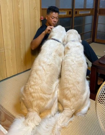 リングドッグ ゴールデンレトリバー 愛犬生活 コロン