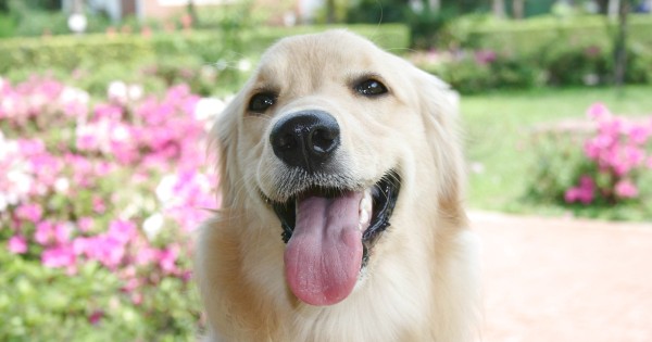 鉄腕dash 篠塚大輝 愛犬生活