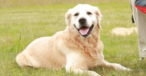鉄腕dash 篠塚大輝 愛犬生活