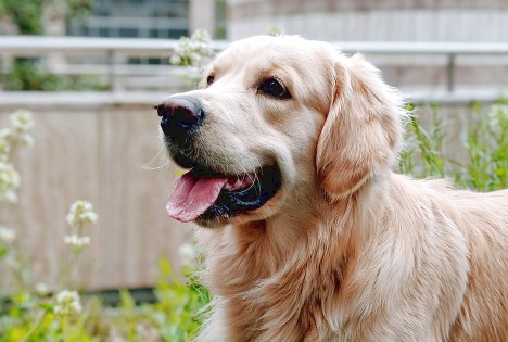 鉄腕dash 篠塚大輝 愛犬生活
